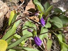 Viola mandshurica
