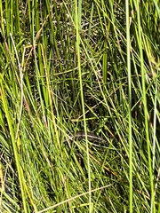 Eulamprus leuraensis