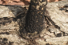 Jackrogersella multiformis