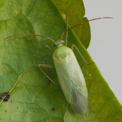 Adelphocoris lineolatus