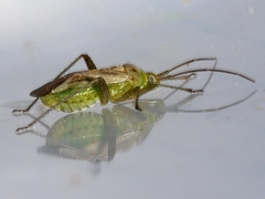 Adelphocoris lineolatus