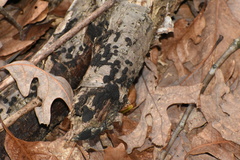 Jackrogersella multiformis