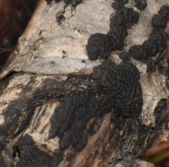 Jackrogersella multiformis