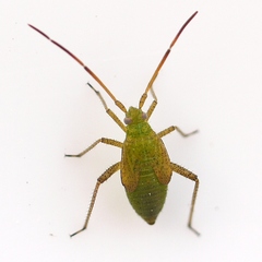 Adelphocoris lineolatus