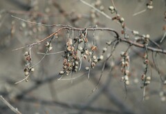 Elaeagnus angustifolia