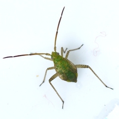 Adelphocoris lineolatus