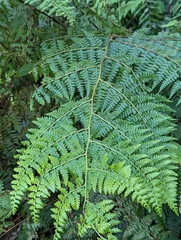 Microlepia nepalensis