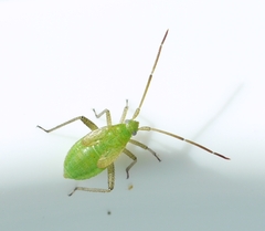 Adelphocoris lineolatus