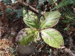Chloranthus oldhamii