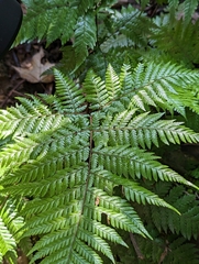 Ctenitis subglandulosa