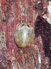 Paropsisterna bimaculata
