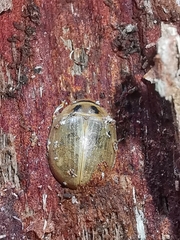 Paropsisterna bimaculata