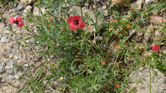 Papaver hybridum