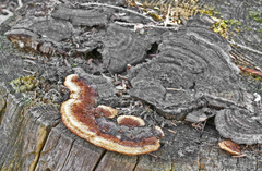 Gloeophyllum odoratum