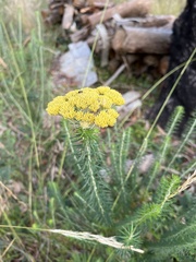 Ozothamnus obcordatus