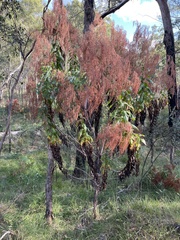 Calomeria amaranthoides