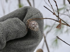 Rabdophaga salicisgnaphalioides
