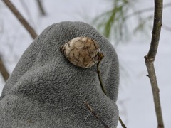 Rabdophaga salicisgnaphalioides