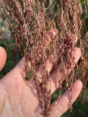 Calomeria amaranthoides