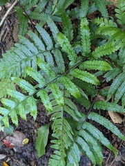 Microlepia marginata bipinnata