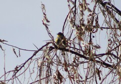 Setophaga coronata