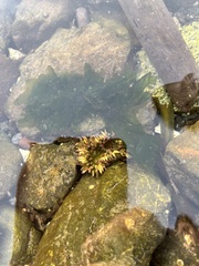 Anthopleura artemisia