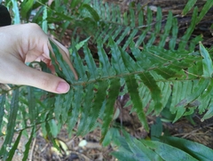 Microlepia hookeriana