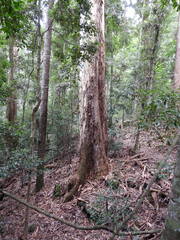 Eucalyptus grandis