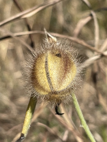 Crotalaria calycina iNat (2)