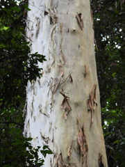 Eucalyptus grandis