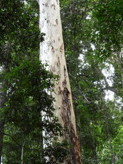 Eucalyptus grandis