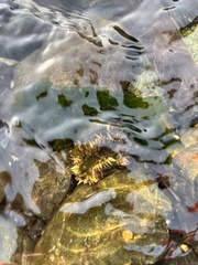 Anthopleura artemisia