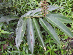 Alpinia caerulea