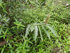 Alpinia caerulea