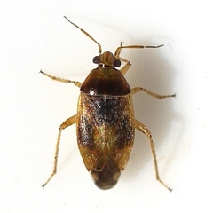 Agnocoris pulverulentus