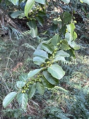 Casearia glomerata