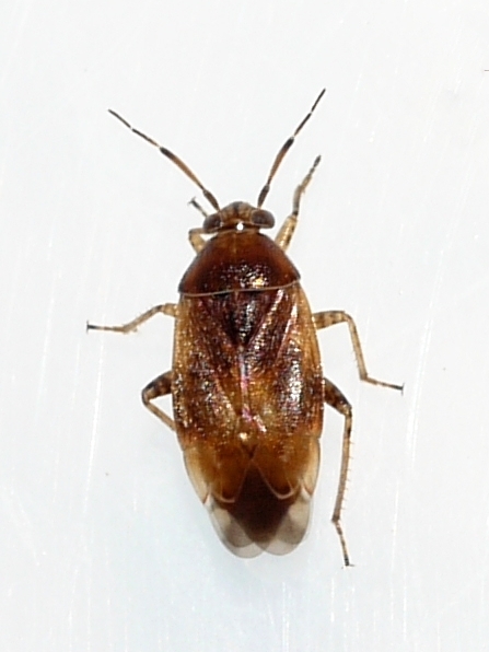 Agnocoris pulverulentus