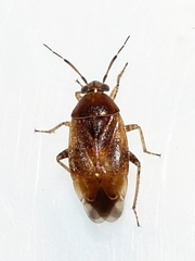 Agnocoris pulverulentus