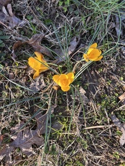 Crocus