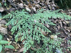 Adiantum andicola
