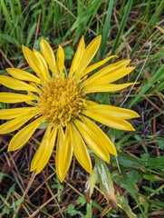 Grindelia stricta platyphylla