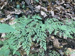 Adiantum andicola