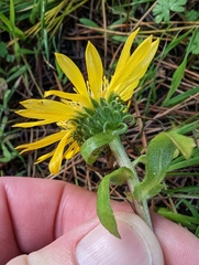 Grindelia stricta platyphylla