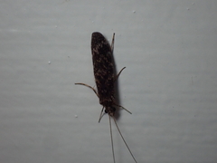 Hydrobiosidae
