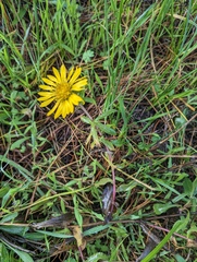 Grindelia stricta platyphylla