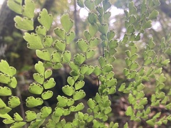 Adiantum andicola