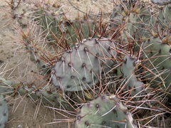 Opuntia tortispina