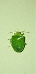 Glaucias
