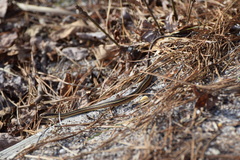 Thamnophis saurita saurita