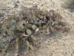 Opuntia tortispina